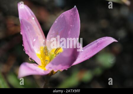 Symphytum officinale nach Regen an einem bewölkten Tag Stockfoto