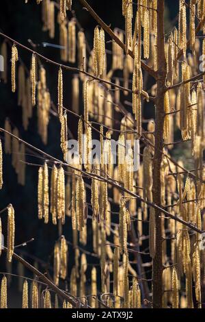 Catkins, die die männlichen Blumen des Haselnussbaums enthalten - Corylus bei einem Frühlingssonnen. Stockfoto