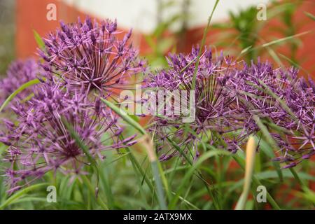 Allium Purple Sensation in voller Blüte im Sommer Stockfoto