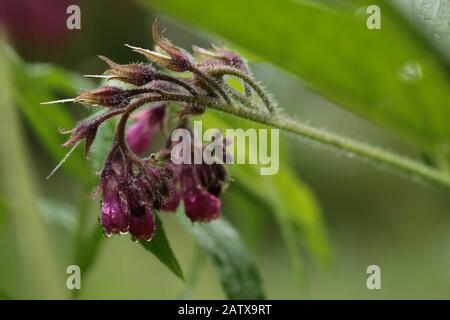 Lila Comfrey Blume nach Regen Stockfoto