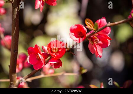 Das blühende Maule's oder japanische Quince - Chaenomeles japonica - im Frühjahr. Stockfoto