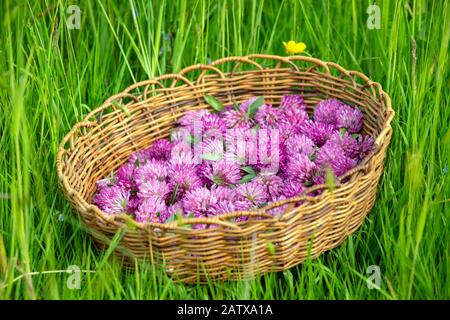 Geerntete Blumenköpfe von Red Clover - Trifolium pratense in einem Schnellkorb Stockfoto