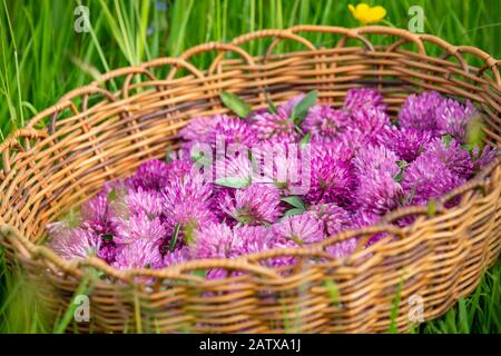 Geerntete Blumenköpfe von Red Clover - Trifolium pratense in einem Schnellkorb Stockfoto