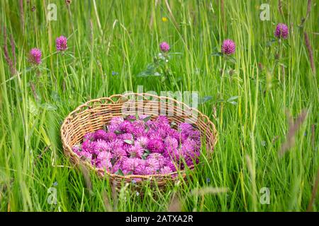 Geerntete Blumenköpfe des Roten Kleckens - Trifolium pratense in einem Eilkorb auf einer grünen Wiese. Stockfoto