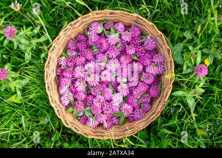 Geerntete Blumenköpfe von Red Clover - Trifolium pratense in einem Schnellkorb Stockfoto