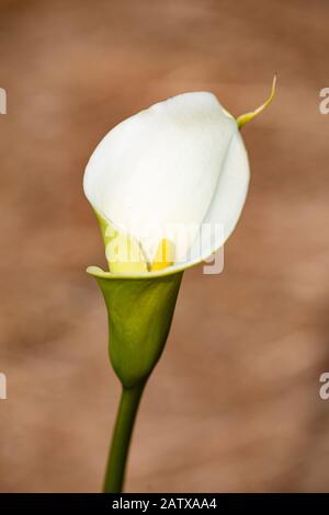 Nahaufnahme der weißen Kelchblüte der Calla-Lilie oder Arum-Lilie - Zantedeschia aethiopica, auf braunem unscharfen Hintergrund. Stockfoto