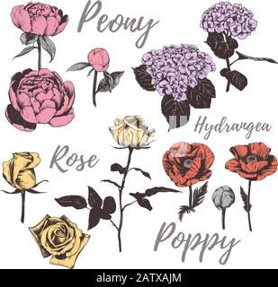 Sammlung von Blumen. Vektorgrafiken für Blumenschmuck. Stock Vektor