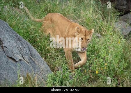 Lössheit geht an grasbewachsenen hängen vorbei an Felsen Stockfoto