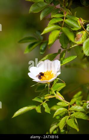 Blühende Hunderose - Rosa Canina - in einer grünen natürlichen Umgebung mit einer Bumblebee, die sich vom Nektar ernährt.