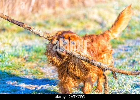Kavaliers-König Charles Spaniel-Hund trägt einen großen Stock in seinem Mund Stockfoto