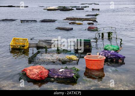 Frische Austern Ernte, Wellfleet, Cape Cod, Massachusetts, USA. Stockfoto