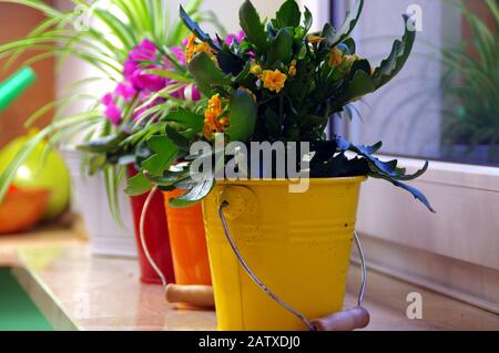 Blumen in bunten Eimern auf dem Regal. Gartenarbeit im Haus. Wachsende Pflanzen im Haus. Stockfoto