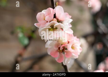 Japanische Quince Rosaceae Frühlingsblüte in Sheffield Botanical Gardens - Frühlingsblumen - Blüte Stockfoto