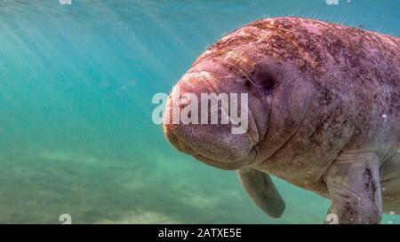 Weitwinkel nah an einem kuriosen und freundlichen Westindischen Manatee (Trichechus manatus), als sie sich der Kamera näherte, mit Kopienrahmen links für te Stockfoto