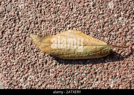 Eine separate welkes Blatt Herbst Mal Stockfoto