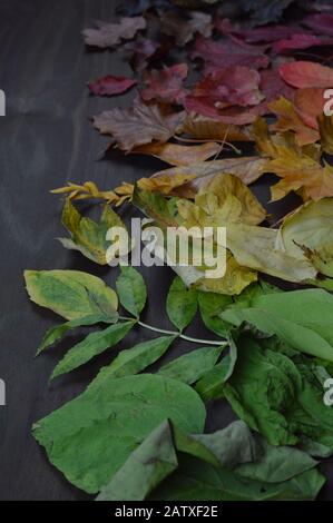 Bunte Herbstblätter im Farbverlauf von grün über gelb und orange bis dunkelrot und braun auf braunem Holz Stockfoto