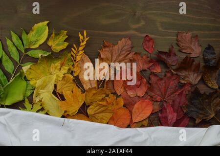 Bunte Herbstblätter im Farbverlauf von grün über gelb und orange bis dunkelrot und braun auf braunem Holz Stockfoto