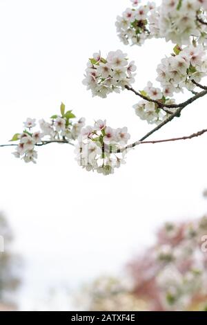 Zarte Kronblätter aus wilder Kirsche, die vor einem hellen Hintergrund blühen Stockfoto