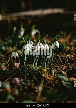 Schöne Schneeflockenblume, die im Wald wächst Stockfoto