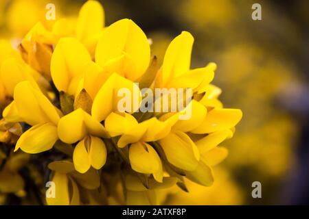 Nahaufnahme einer Gruppe Leuchtend gelber Gorse Blumen und Knospen, fotografiert auf Arthurs Seat, Schottland Stockfoto