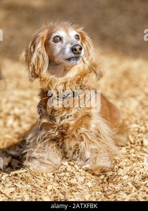 Langhaariger Dachshund-Männchen Stockfoto