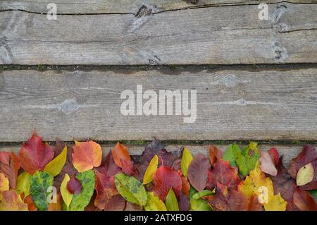 Grenze von bunten Herbstblättern auf einem alten Holzdeck Stockfoto