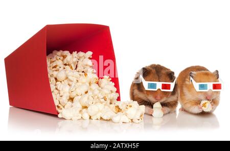 Zwei Hamster in 3D-Brille, Kau-Popcorn, Film ansehen, isoliert auf dem weißen Hintergrund. Stockfoto