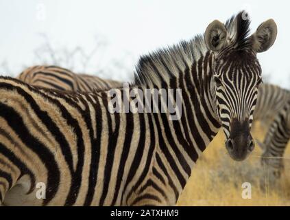 Ein wunderschönes Zebrapaar auf einer Wiese in Südafrika Stockfoto