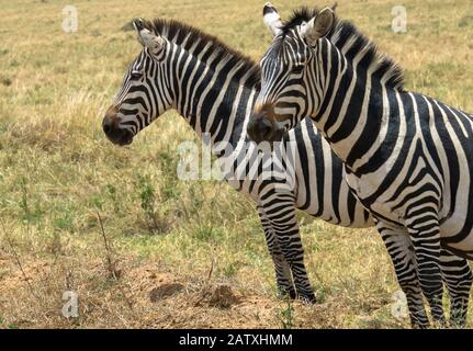 Ein wunderschönes Zebrapaar auf einer Wiese in Südafrika Stockfoto