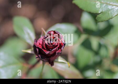 Blick von oben auf eine noch geschlossene dunkelrote Rosenblüte mit Taupunkt in der Mitte Stockfoto