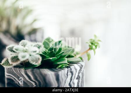 Schöne winzige saftige Pflanzen in den marmorierten, geometrisch saftigen Pflanzmaschinen auf weißem Regal gegen weiße Wand. Lifestyle Heimdekoration Stockfoto