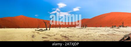 Panorama von roten Dünen und abgestorbenen Kameldornbäumen in Deadvlei, Namibia Stockfoto
