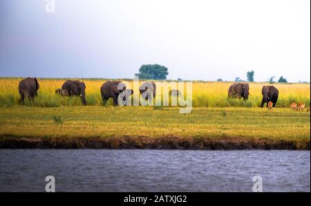 Herde von Elefanten, die im Chobe National Park, Botswana, grasen Stockfoto