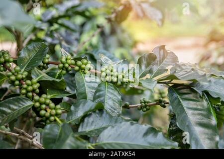 Kaffee Baum mit grünem Kaffee Beeren auf Cafe Plantage. Stockfoto