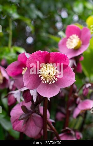 Hellebore - violette Hellebore, die im späten Winter im britischen Garten blühen Stockfoto