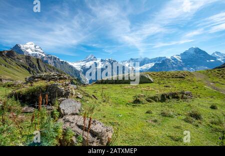 Wanderer steht auf einem großen Felsen, hinter ihm schneebedeckte Schreckhorn, Wetterhorn und Eiger, Grindelwald, Bern, Schweiz Stockfoto