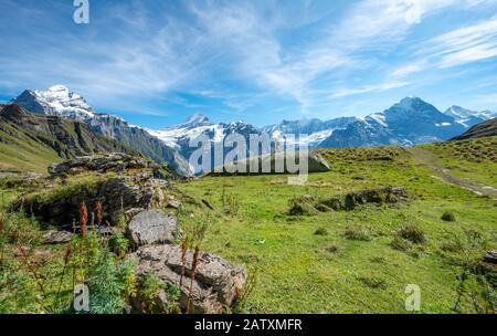 Wanderer steht auf einem großen Felsen, hinter ihm schneebedeckte Schreckhorn, Wetterhorn und Eiger, Grindelwald, Bern, Schweiz Stockfoto