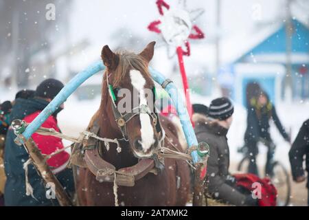 Weißrussland, die Stadt Gomil, 13. Januar 2019. Rite Großzügiger Abend. Kalyada-Zeremonie.Weißrussland, die Stadt Gomil, 13. Januar 2019. Ritus eines großzügigen Stockfoto