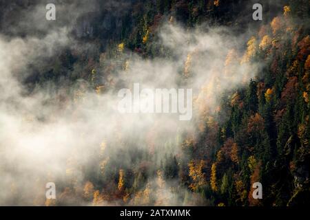 Herbstwald mit Nebel, Lenggries, Oberbayern, Deutschland Stockfoto