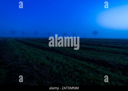 Baumreihe im Nebel bei Blaustunde, Fuessen, Schwaben, Bayern, Deutschland Stockfoto