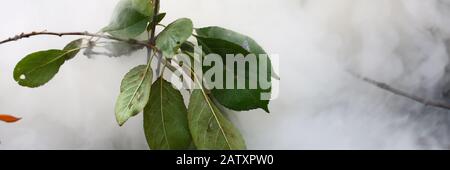 Rauchen grüne Pflanze Stockfoto