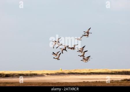 Brent Gänse, Branta bernicla, die über Sümpfe an der Norfolkküste fliegen. Stockfoto