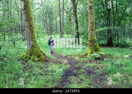 Mann, der im Broceliande Wald wandert Stockfoto