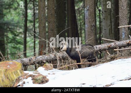 Im Winter fawn Chamois Stockfoto