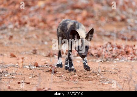 Afrikanischer Wildhundwelpen Stockfoto