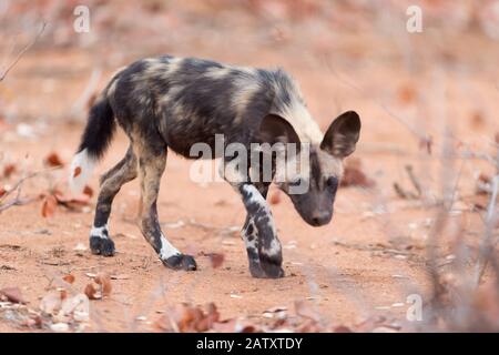 Afrikanischer Wildhundwelpen Stockfoto