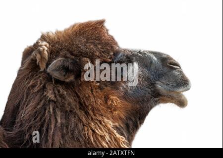 Nahaufnahme des in den Steppen Mittelasiens heimischen Baktrianenkammels (Camelus bactrianus) vor weißem Hintergrund Stockfoto