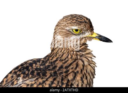 Gepunktetes Dickknee/gepunktetes Dikkop/Dickknee (Burhinus Capensis), Nahaufnahme des Porträts vor weißem Hintergrund Stockfoto