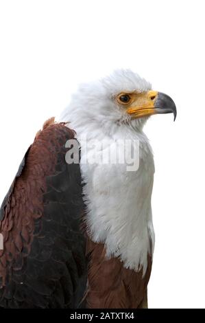 Nahaufnahme des Afrikanischen Fischadlers/Afrikanischen Seeadlers (Haliaetus vocifer), der vor weißem Hintergrund in Afrika südlich der Sahara heimisch ist Stockfoto