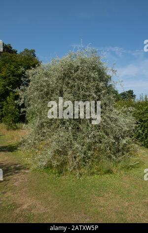 Sommerliches Laub eines Hängenden oder Weinenden Willow Leaved Pear Tree (Pyrus salicifolia 'Pendula') in einem Country Cottage Garden im ländlichen Surrey, England, Großbritannien Stockfoto
